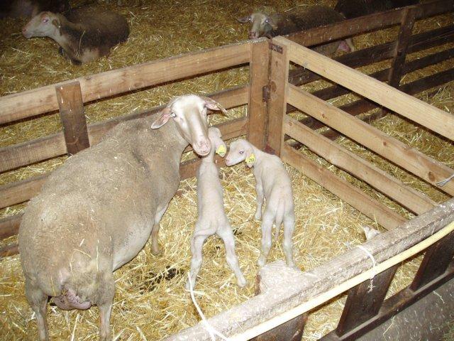agneau 2006 0001